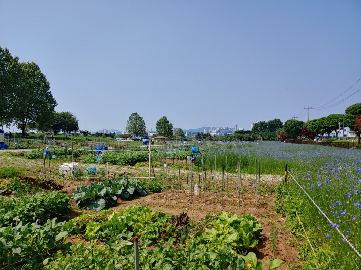 탑동 시민농장, 채소가 무럭무럭 자라고 있다.