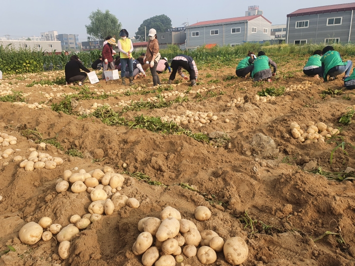 사랑의 감자 수확 현장