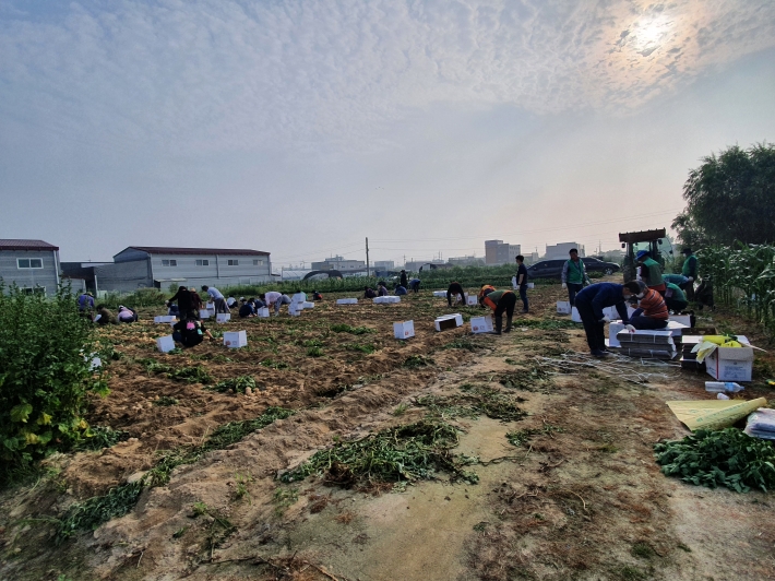 사랑의 감자 수확 중인 텃밭 풍경