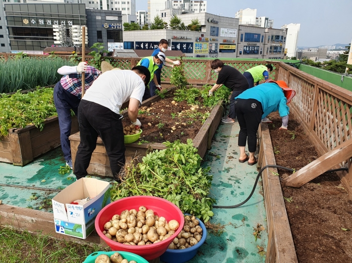  단체원 20여명과 함께 옥상텃밭에서 감자를 수확하고 있다.