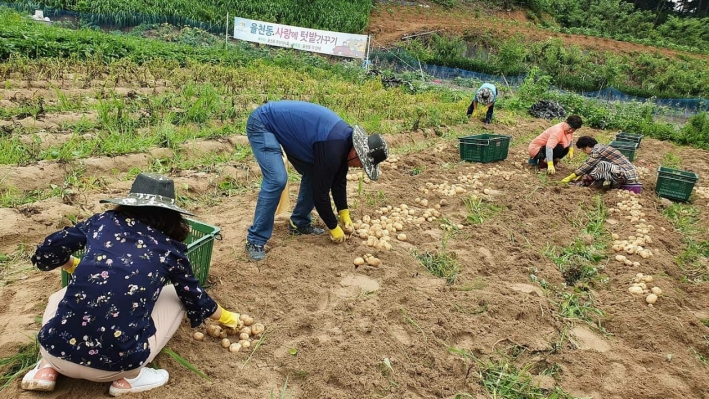 주민자치회 위원들이 감자를 직접 수확하고 있다.