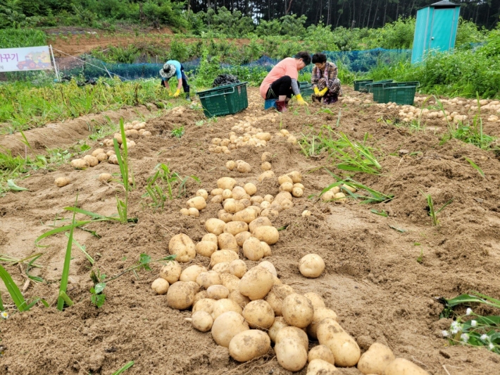 주민자치회 위원들이 감자수확에 일손을 보태주었다.