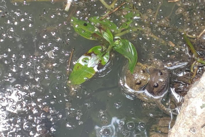 지난 7월 1일 조원생태공원 앞 수로에서 발견한 맹꽁이 짝짓기 중인 것으로 보인다.