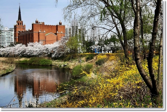 봄에 만개하는 벚꽃들은 서호천을 아름답게 하여 많은 시민들이 찾는다 