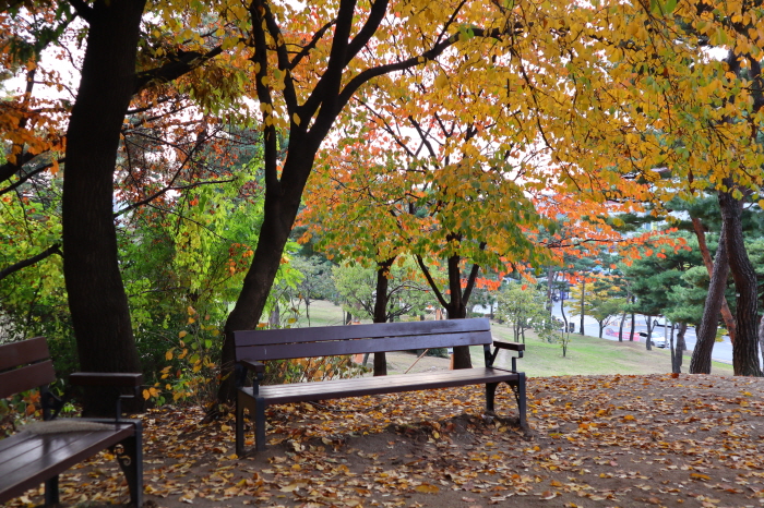 가을 단풍이 머무는 곳에 사색하기 좋은 의자가 있다