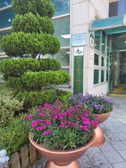가을 꽃을 심은 매탄3동 행정복지센터 앞 모습