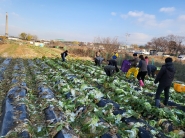 세류3동 새마을 협의회 및 세류3동 단체원들이 직접 심고 기른 김장배추를 수확하고 있다.