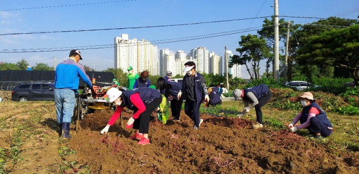 입북동 새마을지도자협의회 등 단체원들이 고구마를 수확하고 있다.