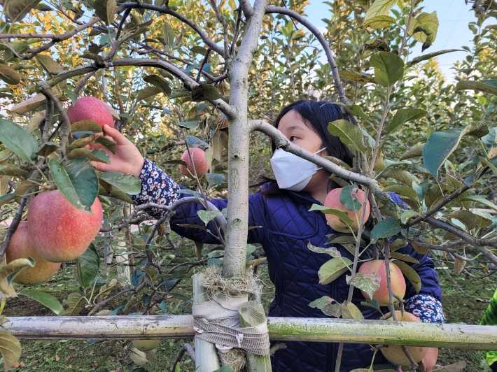 아이들이 과수공원에서 사과를 수확하고 있다