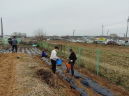 씨감자를 식재하는 모습