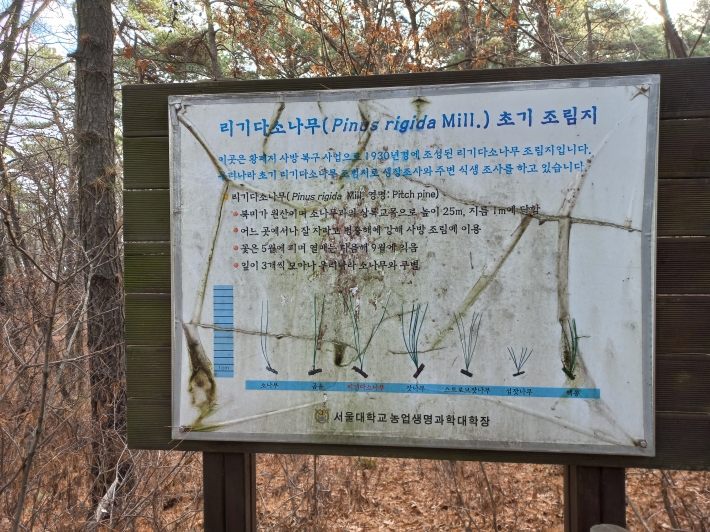 리기다 소나무의 유래