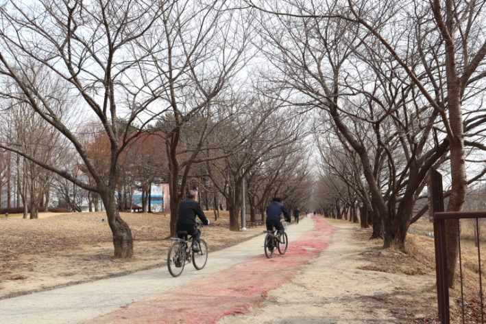 벚나무 아래 산책로와 자전거로가 함께 있는 '황구지천'