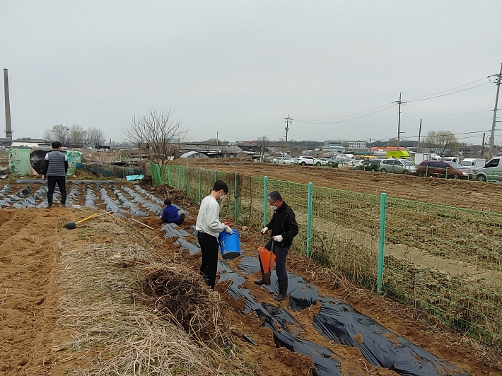 씨감자를 식재하는 모습