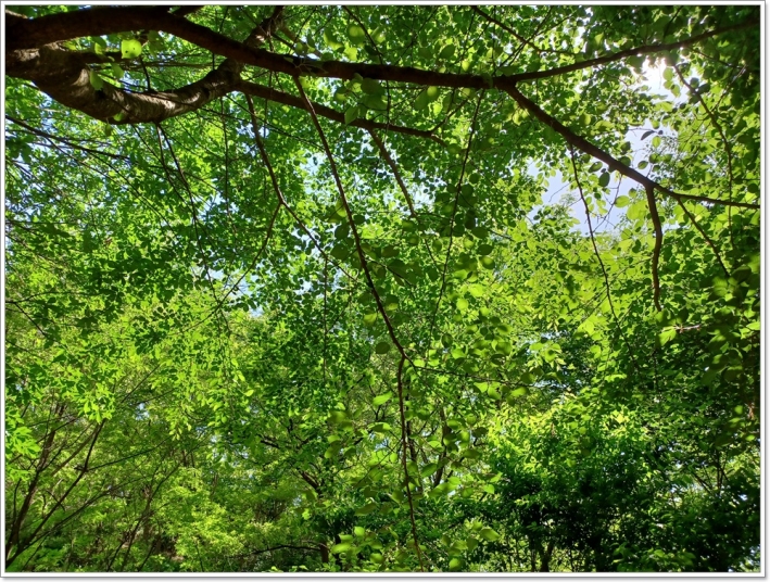숲속에서의 푸른 나무는 우리의 가슴을 따뜻하게 한다. 나뭇잎 사이로 보이는 하늘 속에서 희맘이 보인다.