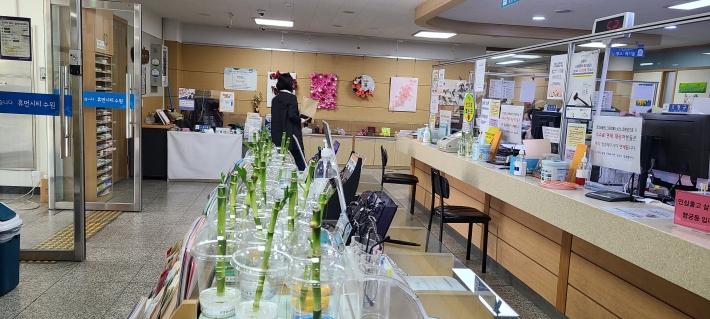 행궁동 민원실에 개운죽이 진열되어 있다.