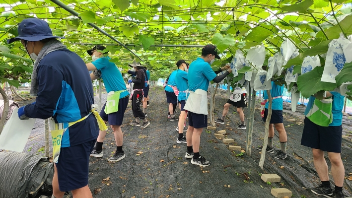 권선구 포도농가에서 공군 제10전투비행단 공군장병들이 포도 봉지 씌우기 작업을 하고 있다.