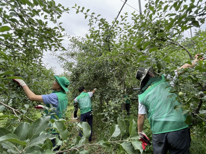 사과농가 일손돕기에 구슬땀을 흘리고 있는 직장·공장 새마을수원시협의회 회원들