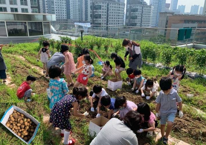 광교1동 행정복지센터 옥상텃밭에서 어린이집 원아들이 감자캐기 체험활동을 실시했다.