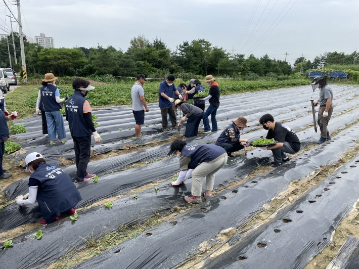 입북동 새마을협의회는 지난 25일, 입북동 공동텃밭에서 사랑의 김장 배추 심기 행사를 진행했다.