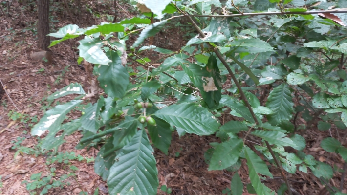 도토리나무 열매(졸참나무
