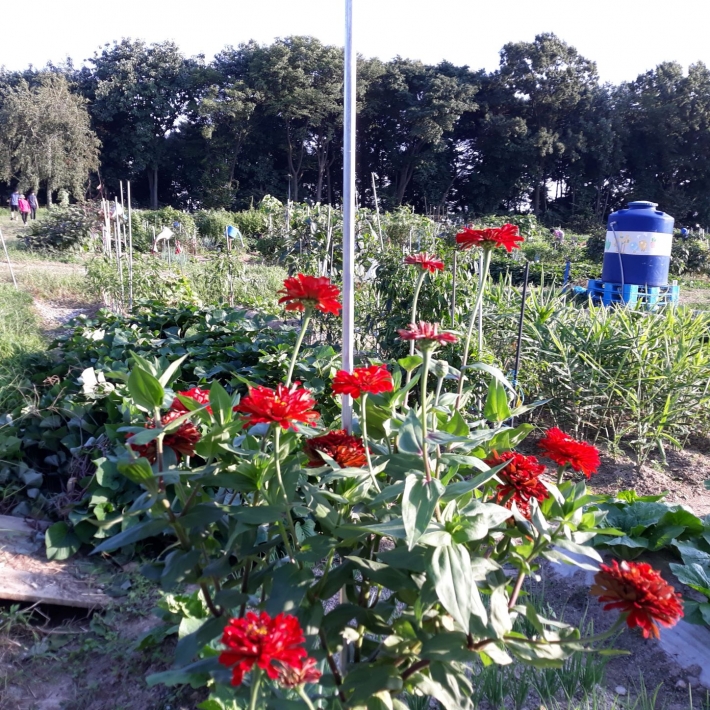 텃밭 여름철 꽃과 농작물의 어울림