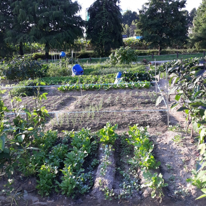가을의 무 배추, 파 등 풍경