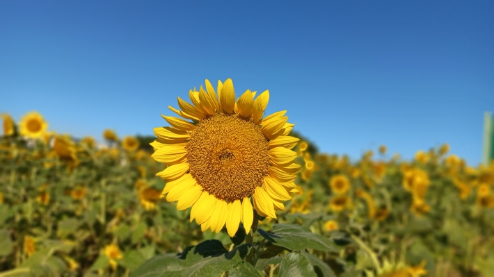  경관지역의 해를 바라보는 해바라기
