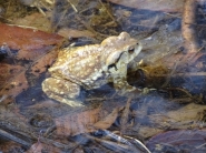 두꺼비는 제초제를 뿌리면 금방 죽어요! ((사진출처:칠보산생태문화연구소) 