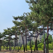 수원 청소년문화공원 소나무