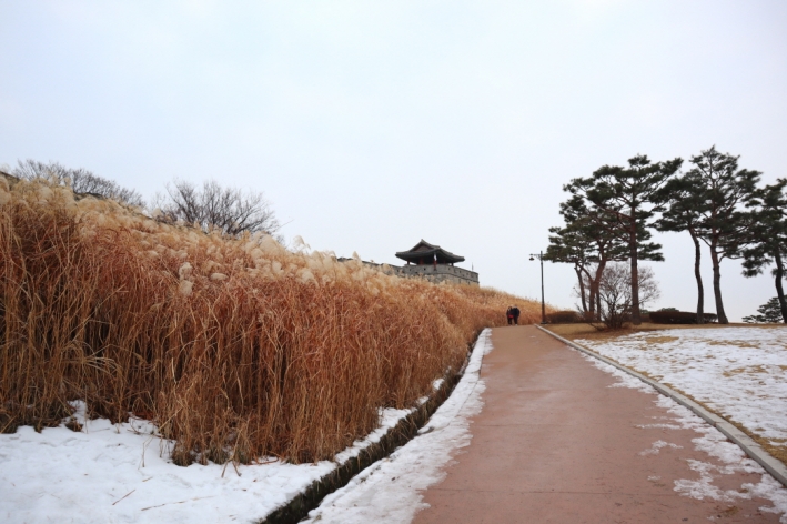 하얀 눈과 황금빛 억새가 어우러진 모습을 보며 겨울 낭만을 만끽할 수 있었다.