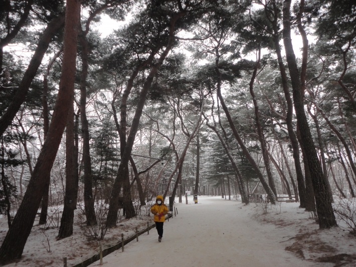 경내 소나무의 설경이 아름답다