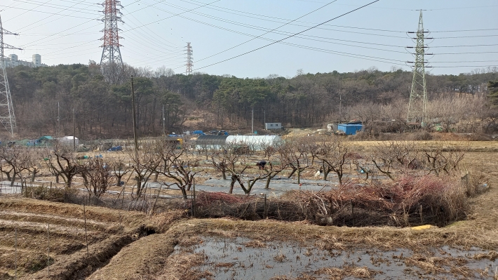 과수원에서 나물 깨는 풍경