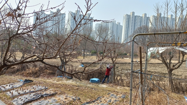 텃밭을 정리하는 모습