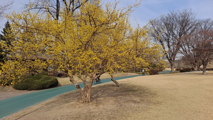 활짝핀 노란꽃의 산수유가 봄을 느끼게 한다.