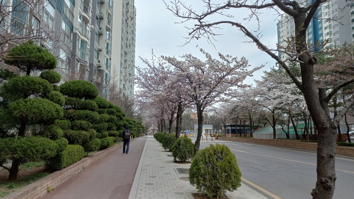 아파트의 상록수와 벚꽃길의 어울림