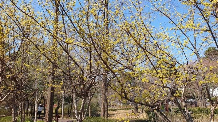 망개한 산수유