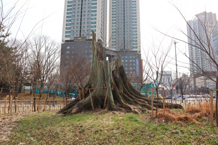 보호수와 어린 나무들의 모습을 보니 그저 고맙고 감사한 마음이 들기도.