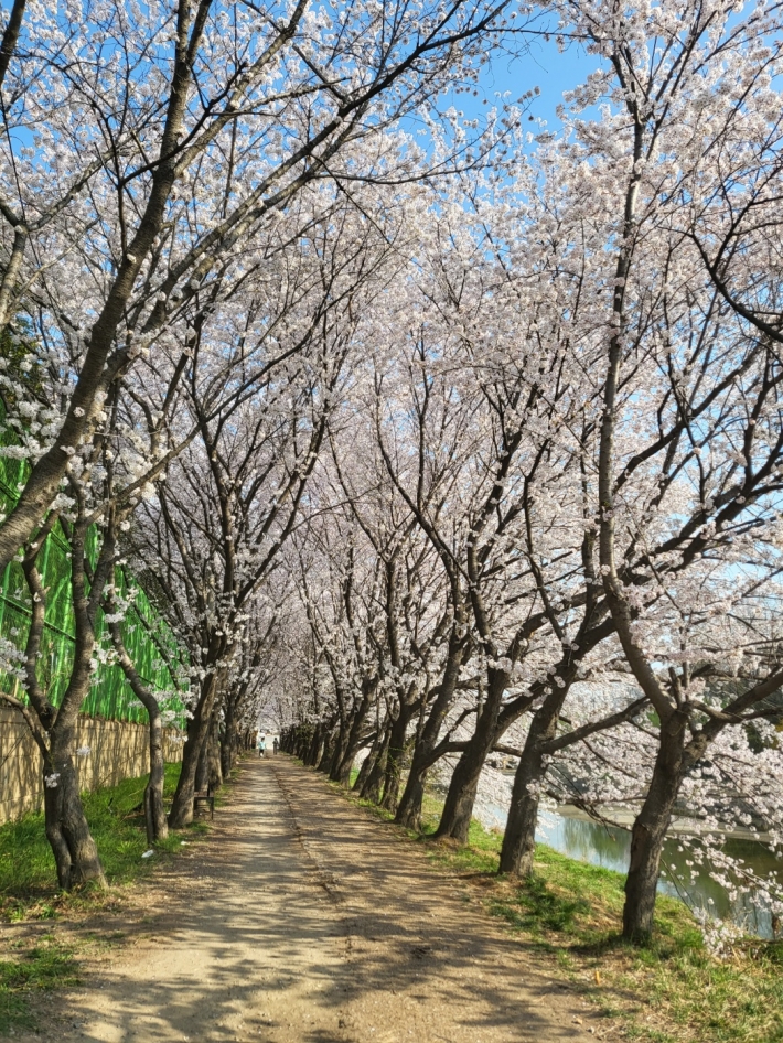환상적인 벚꽃 터널길을 볼 수 있는 황구지천 