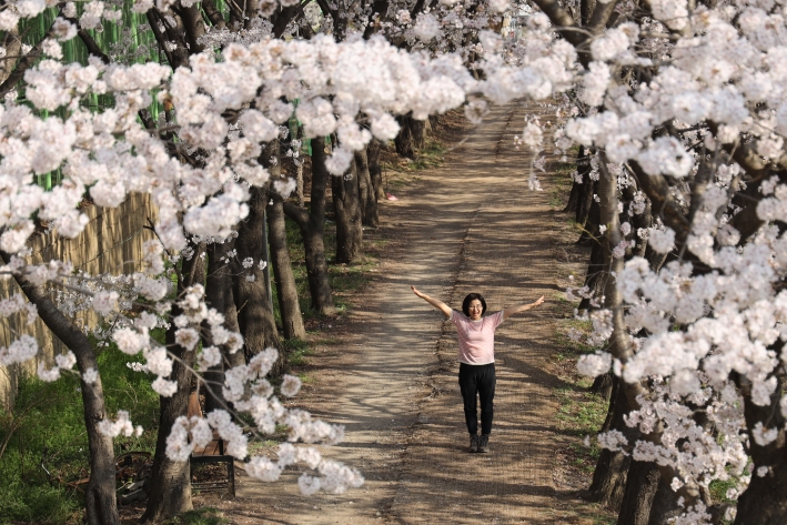 아침부터 사진 작가들이 북적였던 황구지천 벚꽃길 