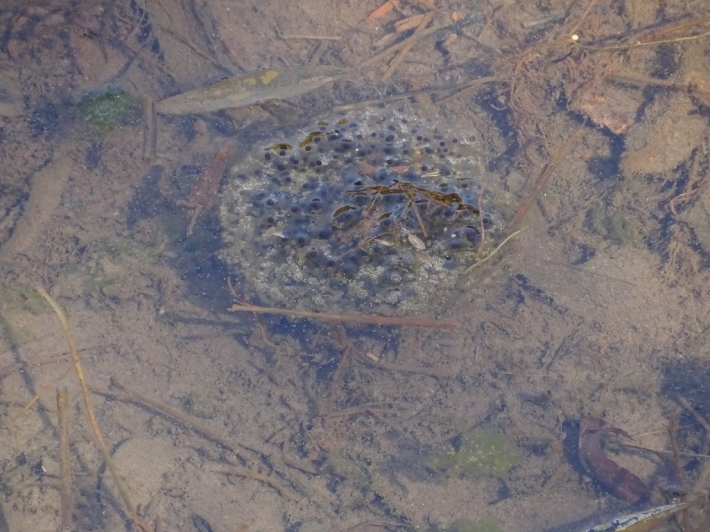 칠보산 논두렁에서 발견한 두꺼비 알 (사진출처:칠보산생태문화연구소 밴드) 