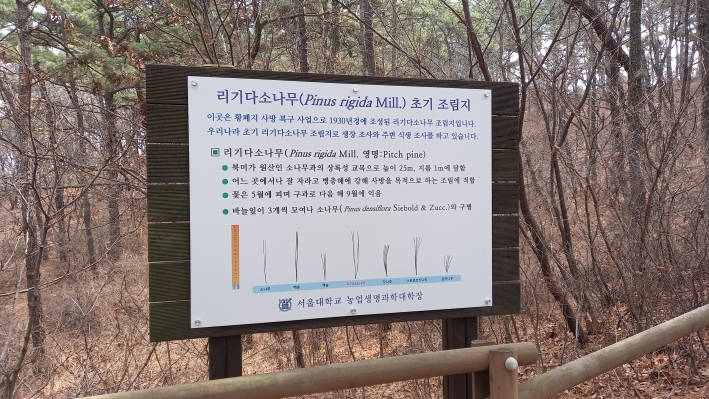 칠보산에는 리기다소나무 조림지가 있다. 서울대학교 농업생명과학대학의 연구림이다. 
