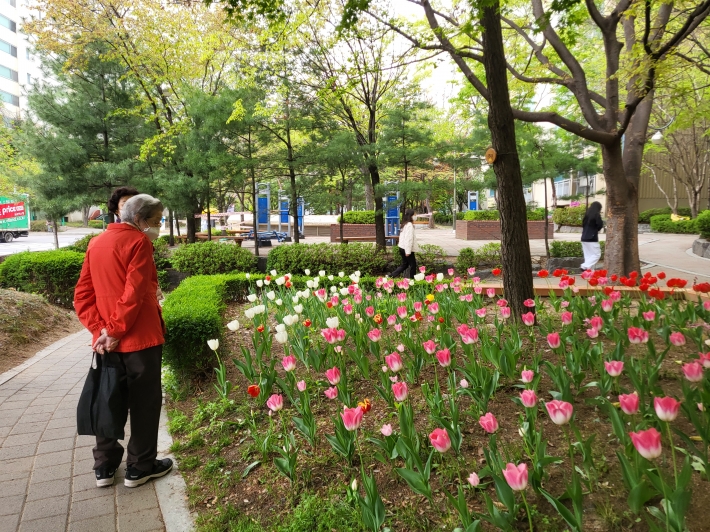 남녀노소 사랑하는 아름다운 튤립 꽃밭, 마을 정원 