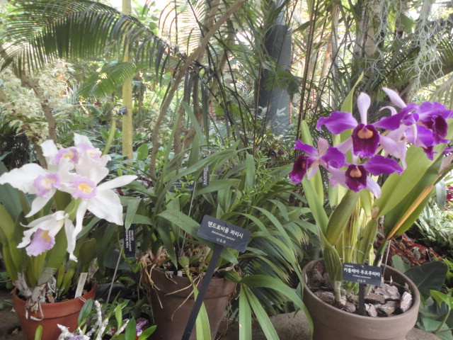 까다로운 이름만큼이나 아름다운 꽃 덴트로비움파리시(왼쪽) 카틀레야푸르프라타