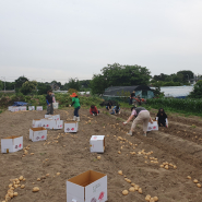 감자를 캐고 있다  
