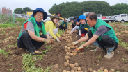 서둔동 새마을지도차협의회 주관 감자 수확 행사 모습