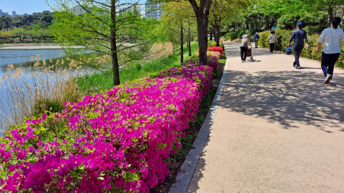 영산홍 꽃들이 만개한 아름다운 공원 둘레길