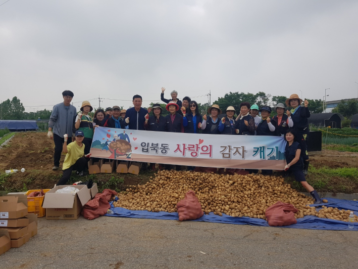 권선구 입북동 행정복지센터는 지난 23일 마을 공동텃밭(입북동 406)에서 지역공동체 의식 함양 및 어려운 이웃돕기를 위한 감자수확 행사를 진행했다.