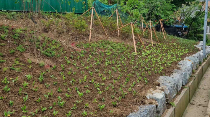 송원초등학교 옆 골목 정원(조원동 681-20)