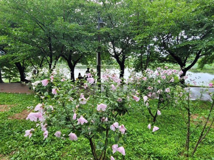 형형색색의 무궁화 꽃이 만석공원을 뒤덮었다.