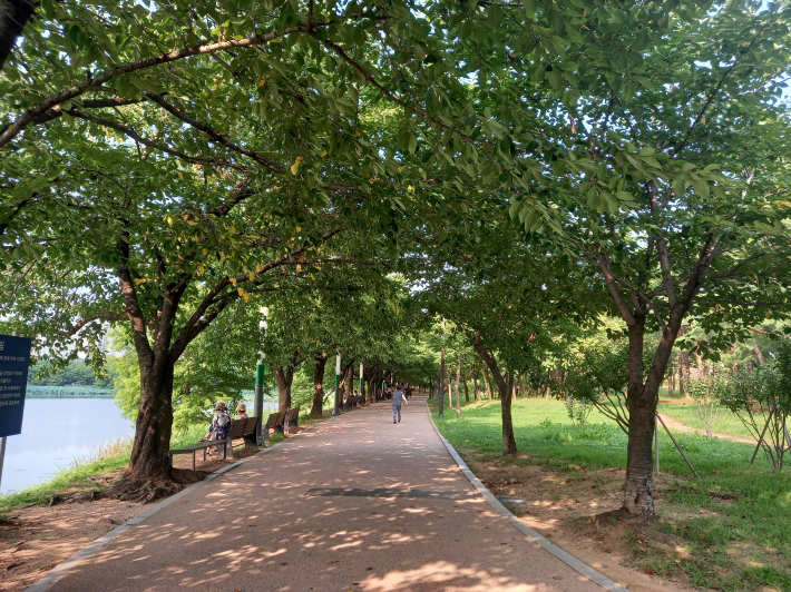 만석공원 둘레길에는 벚나무가 시원한 그늘 터널을 만들고 있어 여름에도 주민들이 많이 찾고 있다.
